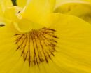 yellow Iris