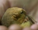 Dormouse