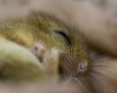 Doormouse