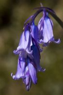 Bluebells