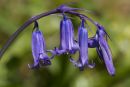 Bluebells