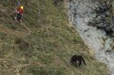 Pony Rescue - Plymouth Herald