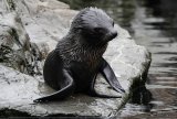 WESTERN MORNING NEWS - Baby seal gets lesson in ...swimming.