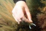 Baby lobsters released by Coronation Wreck Project