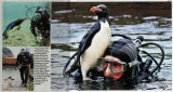 THE TIMES: Penguin dive buddy