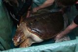 Turtle's 300 mile journey for MRI scan