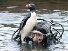 DAILY MAIL ONLINE - Yoyo the penguin diving buddy