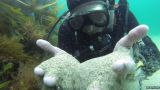 BBC Inside Out: Undersea tin extraction plans