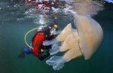 DAILY MAIL: Invasion of the giant jellyfish