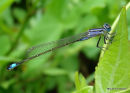 Blue-tailed Damselfly (Ischnura elegans)