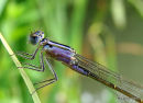 Blue-tailed Damselfly (Ischnura elegans)