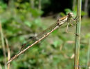 Winter Damselfly (Sympecma fusca)