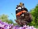 Red Admiral, Le Vulcain