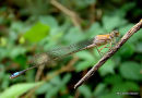 Blue-tailed Damselfly (Ischnura elegans)