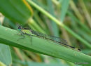Blue-tailed Damselfly (Ischnura elegans)