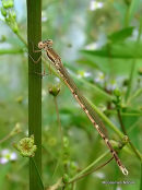 Winter Damselfly (Sympecma fusca), Leste brun