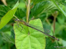 Blue-tailed Damselfly (Ischnura elegans)