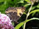 Small Tortoiseshell