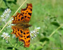 Comma