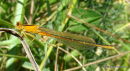 Scarce Blue-tailed Damselfly (Ischnura pumilio)