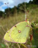 Berger's Clouded Yellow female