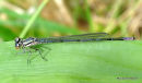 Azure Damselfly (Coenagrion puella)