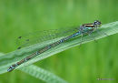 Azure Damselfly (Coenagrion puella)