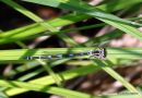 (?)Variable Damselfly (Coenagrion pulchellum)