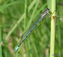 Azure Damselfly (Coenagrion puella)