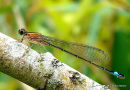 Blue-tailed Damselfly (Ischnura elegans)