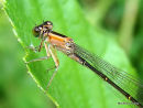 Blue-tailed Damselfly (Ischnura elegans)
