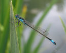 Blue-tailed Damselfly (Ischnura elegans)