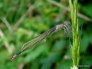 Blue-tailed Damselfly (Ischnura elegans)