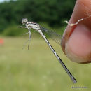 Common Blue Damselfly (Enallagma cyathigerum)