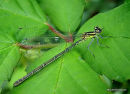 Azure Damselfly (Coenagrion puella)