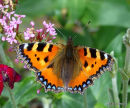 Small Tortoiseshell, Petite Tortue
