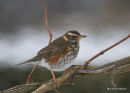 Redwing, Grive mauvis