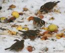 Redwings