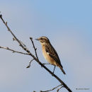 Whinchat, Tarier des pres