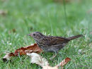 Dunnock juvenile