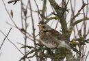 Fieldfare, Grive litorne