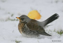 Fieldfare