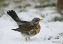 Fieldfare