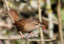 Wren
