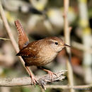 Wren