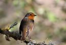 Robin