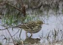 Meadow Pipit