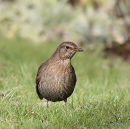 Blackbird 1st-winter female in moult