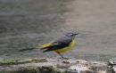 Grey Wagtail, Bergeronnette des ruisseaux