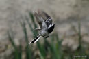 White Wagtail male 